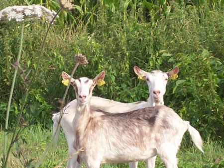 Chèvres en promenade